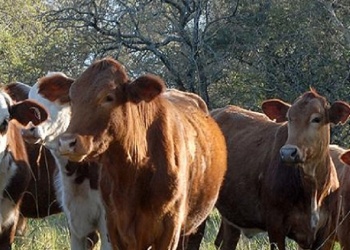 El fenómeno que podría hacer que suba el precio de la carne