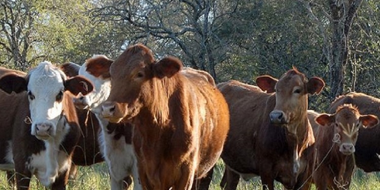 ESCASEZ. Advierten que si no se recupera el stock, aumentaría el precio de la carne vacuna.