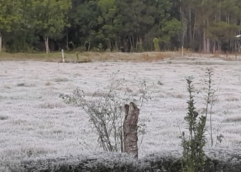 Anuncian heladas agrometeorológicas para el viernes en Misiones: cuáles son las razones afectadas