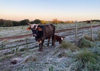 Misiones se tiñó de blanco con las heladas en el día más frío del año