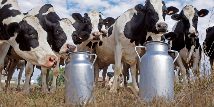 SUBA. La producción de leche creció un 11% interanual en Argentina en el primer trimestre de 2025.