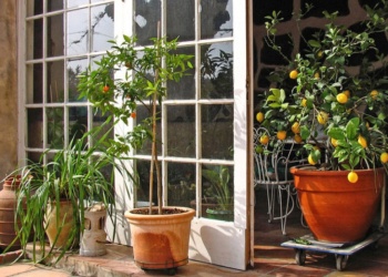 Cuáles son las plantas hogareñas que más atraen a las cucarachas