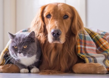 Cómo proteger a las mascotas del frío: consejos de una veterinaria especialista