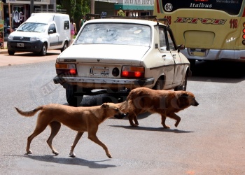 Ya son más de 500 esterilizaciones del quirófano móvil en Eldorado