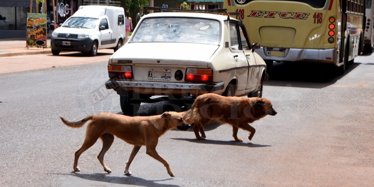A RESGUARDARLOS. Desde el Centro de Zoonosis de Eldorado pidieron a los vecinos más control de las mascotas cuando están en época de celo, que no los dejen sueltos en la vía pública.