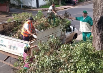 Posadas retomó el operativo integral de podas cuyo cronograma fue actualizado