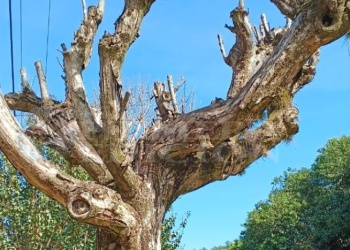 “No respetan las ordenanzas y lo hacen mal”: denuncian podas que dañan arbolado urbano