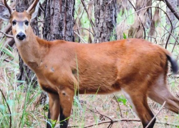 Pomera Maderas y un programa para monitorear la fauna silvestre