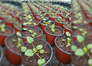 Sustratos: el conocimiento en la base del crecimiento