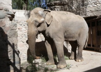Murió el único elefante que quedaba en el Ecoparque de Mendoza