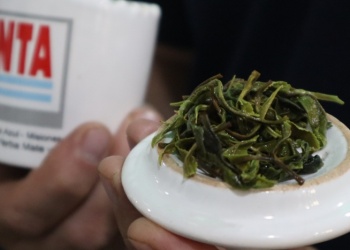 El té verde del INTA entre los mejores de Sudamérica