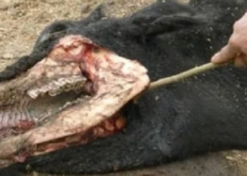 El fenómeno de las vacas mutiladas: esta vez ocurrió en Paraná