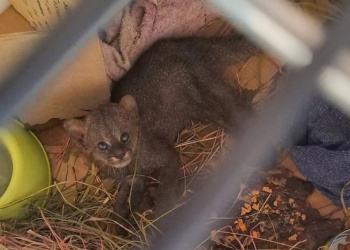 Un gato moro que se escapó de los incendios fue liberado en Corrientes
