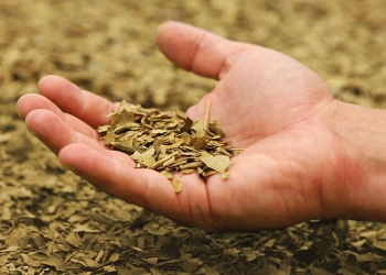 Del mate de todos los días al aula universitaria: nace una escuela para aprenderlo todo sobre yerba