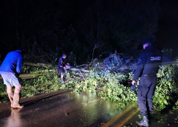 Vecinos y policías trabajaron para despejar la ruta 103 tras la caída de un árbol por el viento