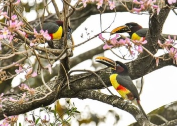 “Ahora se ven más aves, porque hay un poco más de respeto, a raíz de la educación ambiental”