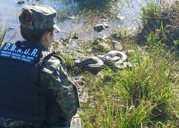 Liberaron en Candelaria a una boa curiyú de tres metros y siete kilos