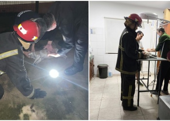 Oberá: un perro y dos gatos fueron rescatados de una casa en llamas