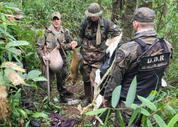Nueva infracción ambiental: secuestran escopeta y ejemplar de agutí