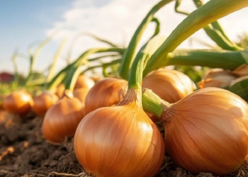 La cebolla que no hace llorar: avance argentino que busca conquistar las góndolas del mundo