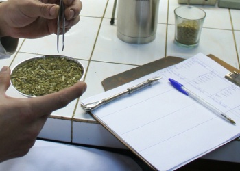 El INYM elimina la certificación de calidad de la yerba mate