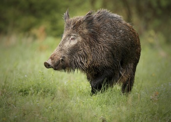 Corrientes elabora un plan para controlar la población de chancho jabalí