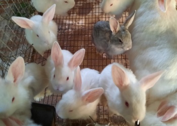 Cunicultura: claves para criar conejos de consumo humano
