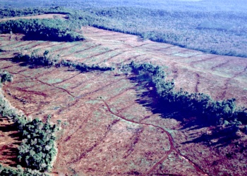 Revelan desmonte sin pausa en Misiones: bosques más chicos y fragmentados