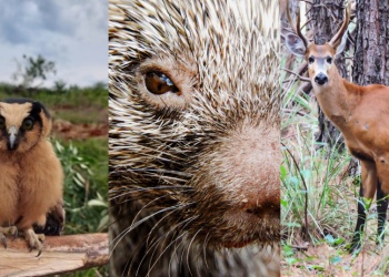 Monitoreo de fauna en campos forestales: “El personal es la principal herramienta de conservación”