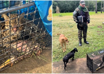Un gran felino apareció en un camping de Misiones y sorprendió a los visitantes