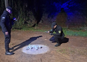 El atropellamiento de un margay reaviva el reclamo por protección de la fauna