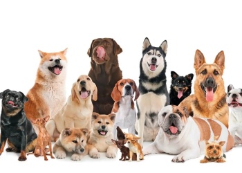 ¿Existen las razas peligrosas?