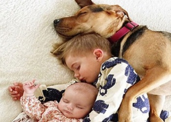 Las 10 mejores razas de perros para convivir con los chicos