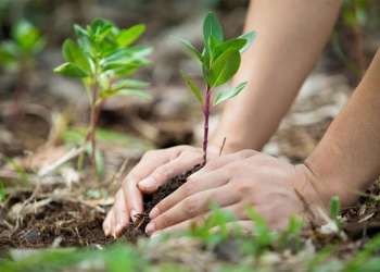 Cuidar la Tierra es cuidar la vida: el mensaje del Día del Medio Ambiente