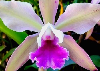 Presentan en sociedad la orquídea misionera “Coldplay”