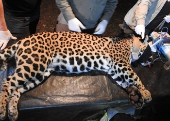 “Pará” y “Gaucho”: fueron dos los yaguaretés capturados en Puerto Península