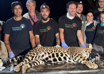 “Pará” y “Gaucho”: fueron dos los yaguaretés capturados en Puerto Península