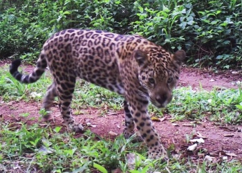 En la provincia de Misiones “no está funcionando la convivencia con el yaguareté”