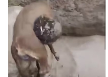 Denuncian que estudiantes de veterinaria habrían maltratado y matado a un perro