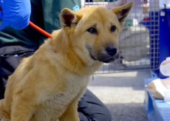 Corea del Sur: el dilema de qué hacer con miles de perros tras prohibir el consumo de su carne