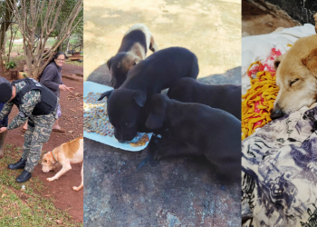 Seis perros fueron rescatados en Oberá y Jardín América: buscan familias que los adopten