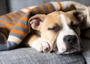 Por la ola de frío, advierten que los perros deben dormir bajo techo