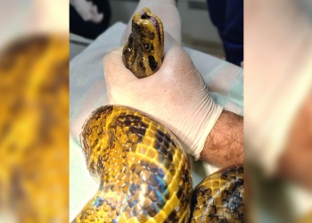 Rescatan a una serpiente de tres metros atrapada en redes de pesca en Posadas