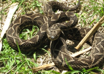 Misiones es la provincia con más picaduras de serpientes con venenos neurotóxicos