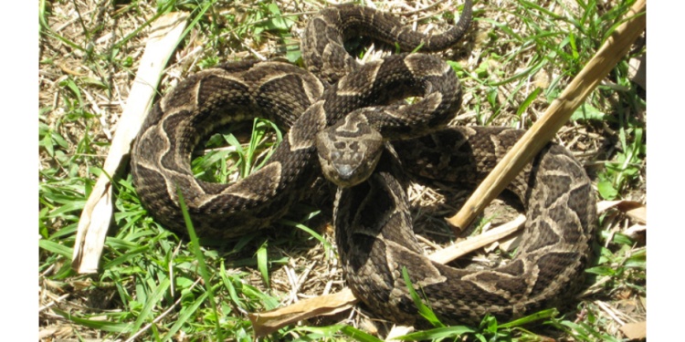 VERANO. El mayor número de incidentes con yararás se reporta entre enero y marzo de cada año.