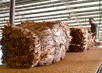 En Misiones, el acopio de tabaco cerró con más de 39 millones de kilos