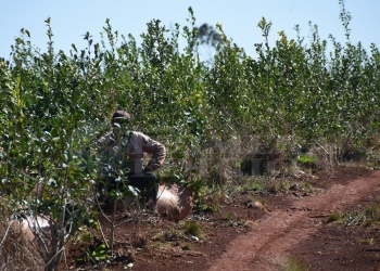 “Por las lluvias, hay una fuerte caída de la hoja verde en Misiones”