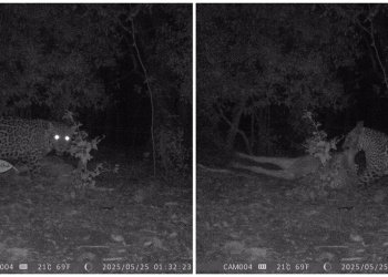 “Buscamos que el animal se mantenga en su hábitat”