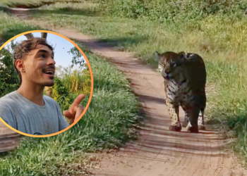 Fotógrafo vivió un encuentro “cara a cara” con un yaguareté en los Esteros del Iberá