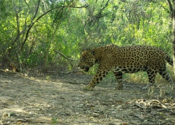 Buscan nombre para un nuevo yaguareté registrado en Argentina: cómo participar